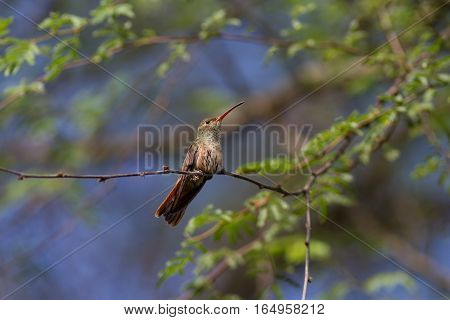 Buff-bellied hummingbird posing for me in a tree.