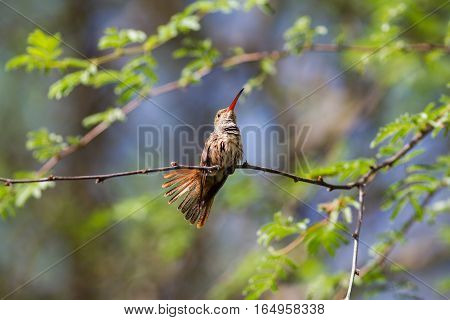 Buff-bellied hummingbird posing for me in a tree.
