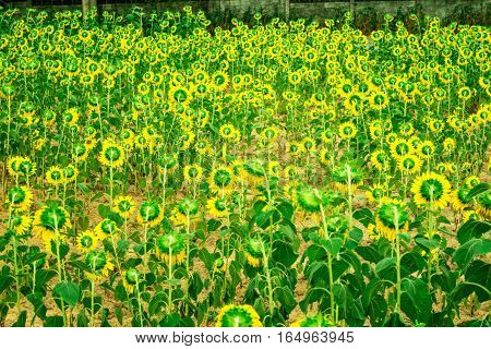 Sunflower blooming beautiful summer day in Biafra time.