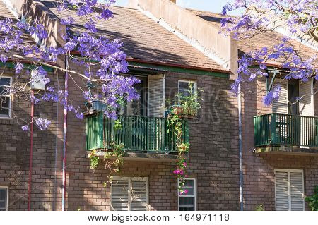 Blooming Jacaranda Tree With Generic House On The Background