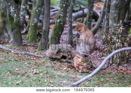 Monkey Forest - Eating