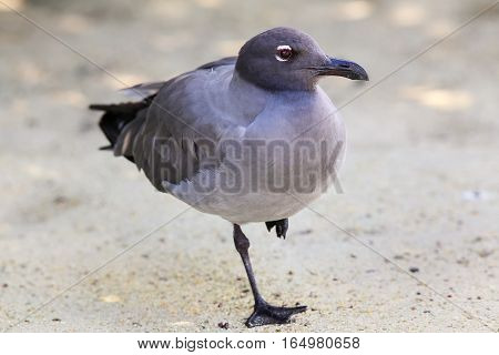 Lava Gull On Genovesa Island, Galapagos National Park, Ecuador