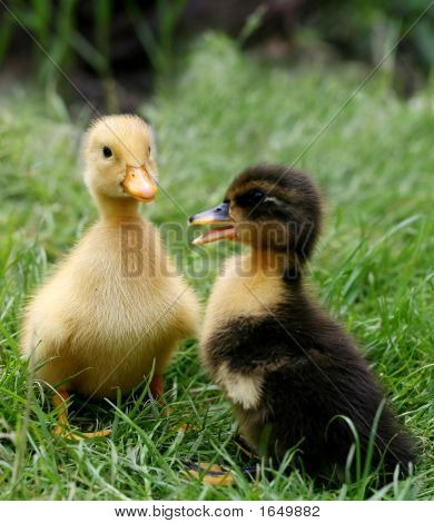 Cute Little Ducklings