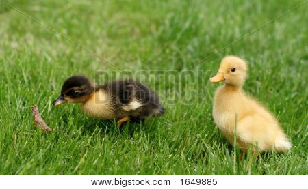 Cute Little Ducklings