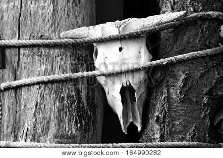Buffalo skull bandaged ropes around the trunk of a tree.