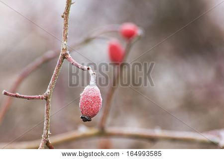 Picture of the detail of frozen fruit briar.