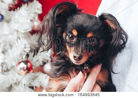 new year terrier christmas pet animal decoration