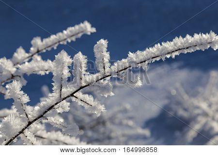 winter tale - large crystals of frost on the branches of tree close up on background of blue blurred sky