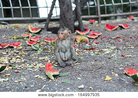 Baby Monkey Enjoy To Be Eating Watermelon..