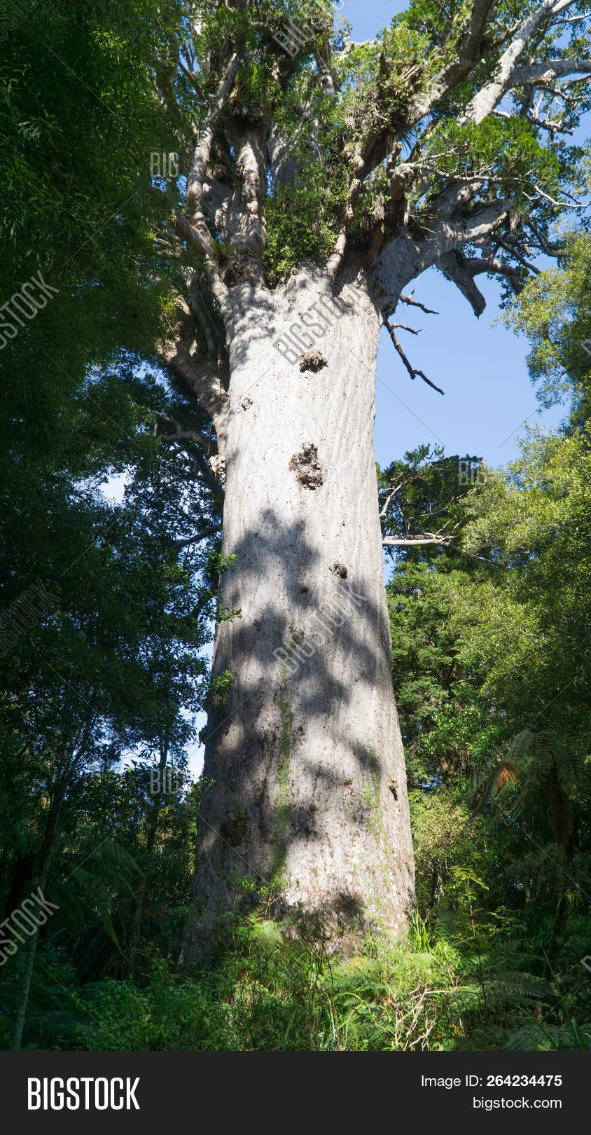 Tallest Giant Kauri Image & Photo (Free Trial) Bigstock