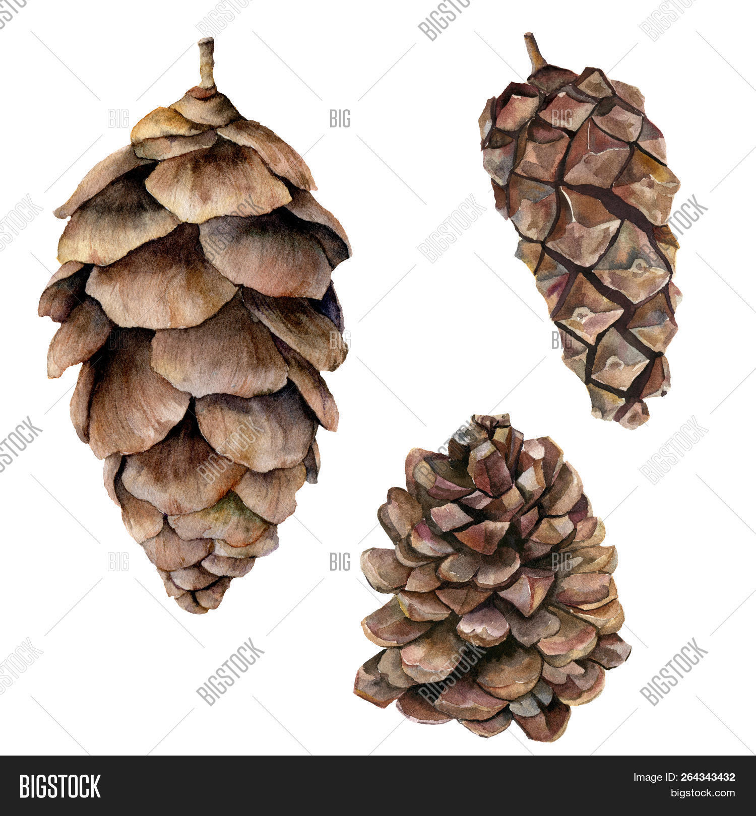 Watercolor Pine Cones Image Photo Free Trial Bigstock
