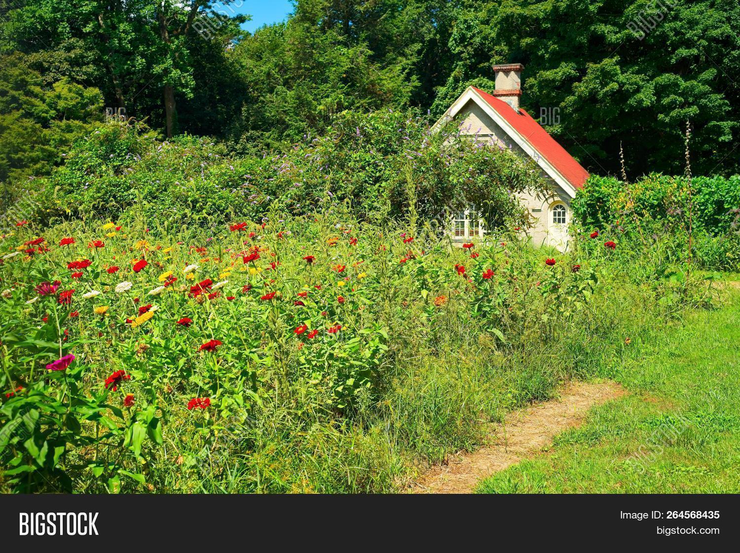 Sunny Flower Garden By Image & Photo (Free Trial) Bigstock