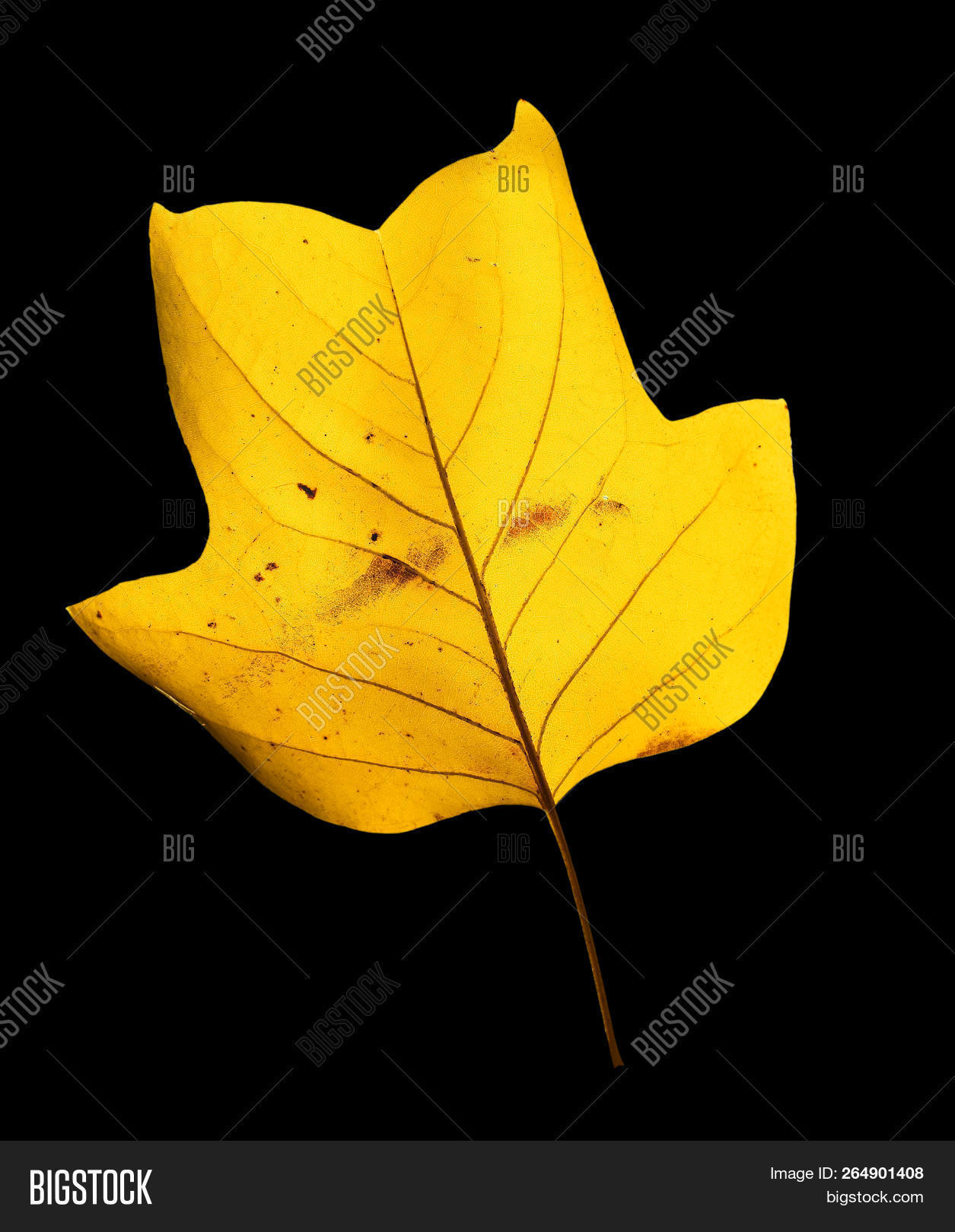 Beautiful Bright Image Photo Free Trial Bigstock