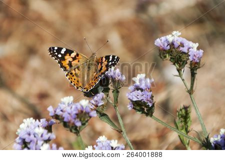 Close Up Butterfly On Phanerogam In Nature