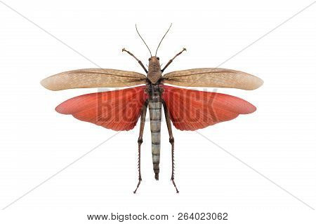 Grasshopper Tropidacris Dux Isolated On White Background