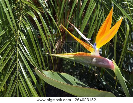 Strelitzia Reginae Exotic Plant Also Known As A Bird Of Paradise Flower Or Crane Flower In A Tropica