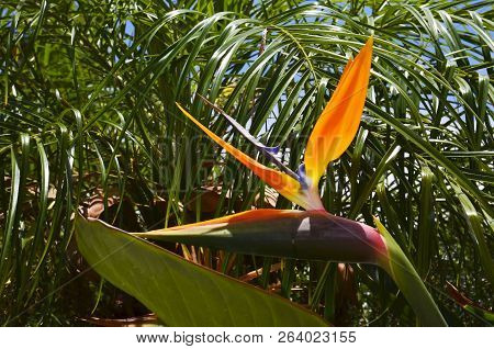 Strelitzia Reginae Exotic Plant Also Known As A Bird Of Paradise Flower Or Crane Flower In A Tropica