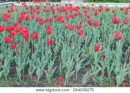 Flowerbed With Beautiful Red Tulips In The Park.