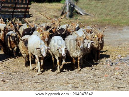 Flock Of Sheep Name Is Racka Rural Scene At Animal Farm