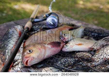 Trophy Fishing. Big Freshwater Bronze Bream Or Carp Bream, White Bream Or Silver Bream And Fishing R