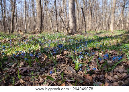 Siberian Squill (scilla Siberica). General View Of The Flowering Plant.