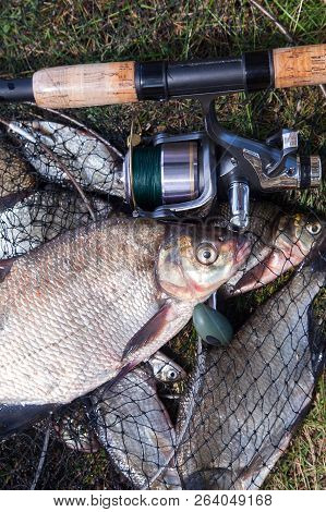 Close Up View Of Big Freshwater Common Bream Fish And Fishing Rod With Reel On Landing Net..