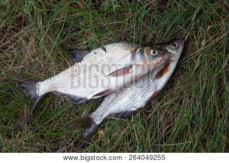 Single Freshwater White Bream Or Silver Bream And Bronze Bream Or Carp Bream On Natural Background..