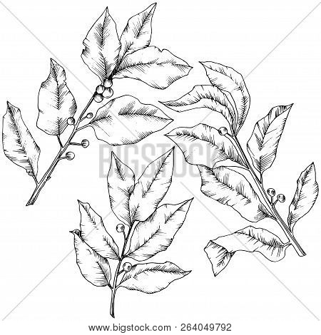 Vector Laurus Leaf. Leaf Plant Botanical Garden Floral Foliage. Isolated Illustration Element.