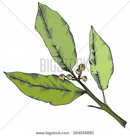 Vector Green Laurus Leaf. Leaf Plant Botanical Garden Floral Foliage. Isolated Illustration Element.