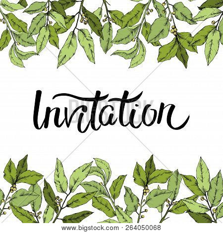 Vector Green Laurus Leaf. Leaf Plant Botanical Garden Floral Foliage. Frame Border Ornament Square.