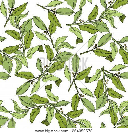 Vector Green Laurus Leaf. Leaf Plant Botanical Garden Floral Foliage. Seamless Background Pattern.