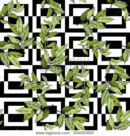 Vector Green Laurus Leaf. Leaf Plant Botanical Garden Floral Foliage. Seamless Background Pattern.
