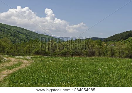 Springtime Green Forest, Glade And Valley Among Lozen Mountain, Plana Mountain And Snowy Vitosha Mou