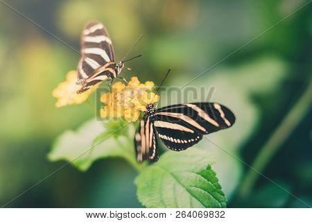 Two Butterflies On Flower - Heliconius Charithonia, The Zebra Buterfly -