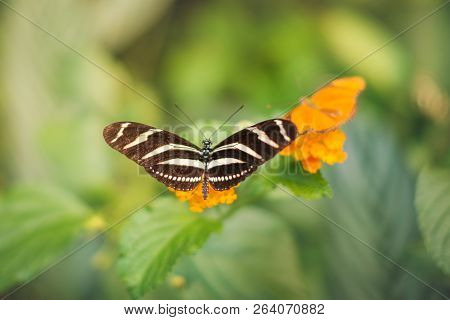 Butterfly On Flower - Heliconius Charithonia, The Zebra Longwing Or Zebra Heliconian
