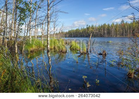 Green Trees And Grass Into Water With Reflection Sunny Landscape Branch Frame Backdrop