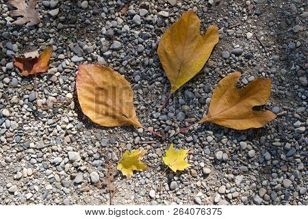 The Three Large Autumn Leaves On A Pebbly Woodland Path Have Fallen From The Sassafras Tree, Sassafr