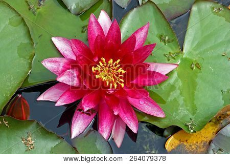 Flower Of Pink Water Lily In A Pond