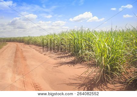 Plantation Of Sugar Cane In Rural Property. Economy Of Brazil