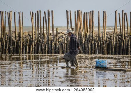 Samuthsakorn Thailand - March8,2017 : Domestic Life Of Fishery Villager Seeking For Oyster In Mud Fl