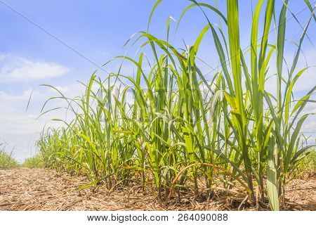 Plantation Of Sugar Cane In Rural Property. Economy Of Brazil