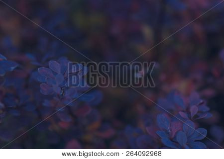 Violet And Purple Barberry Bushes, Background For Design