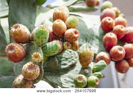 Prickly Pear Cactus With Fruits Also Known As Opuntia, Ficus-indica, Indian Fig Opuntia On The Stree