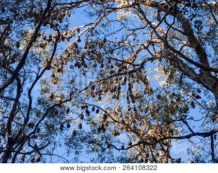 Large Group Of Fruit Bat Or Flying Fox Hanging On The Tree Branch Gold Coast Australia