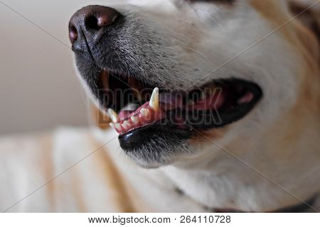Closeup Of Labrador Retriever Dog-mouth Open, Tongue Out With Blurred Background/ Closeup Dog Teeth