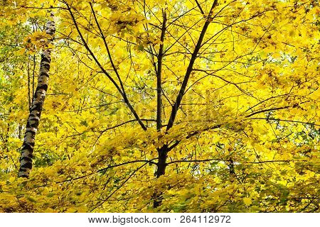 Lush Yellow Foliage Of Maple Tree And Birch Trunk In Forest Of Timiryazevsky Park In Sunny October D