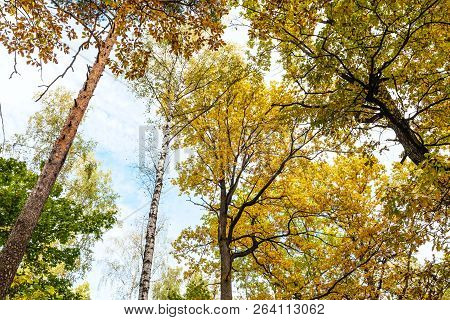 Bottom View Of Tops Of Pine, Birch, Oak Trees In Forest Of Timiryazevsky Park In Sunny October Day