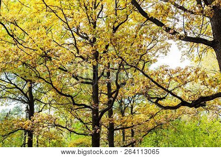 Branches Of Oak Trees With Autumn Leaves In Forest Of Timiryazevsky Park In Sunny October Day