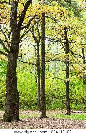 Oak And Pine Trees On In Forest Glade Of Timiryazevsky Park In Sunny October Day