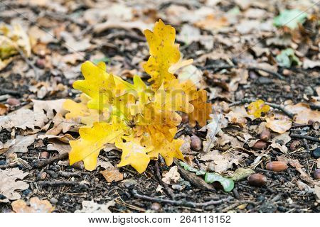 Fallen Yellow Oak Leaves In Leaf Litter In Forest Of Timiryazevsky Park In October Day